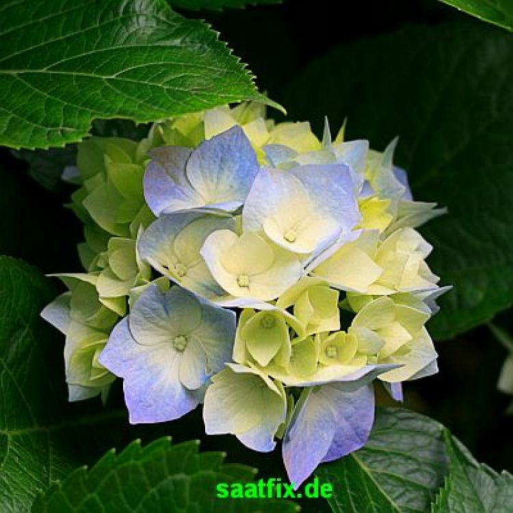 einfach blaue hortensien