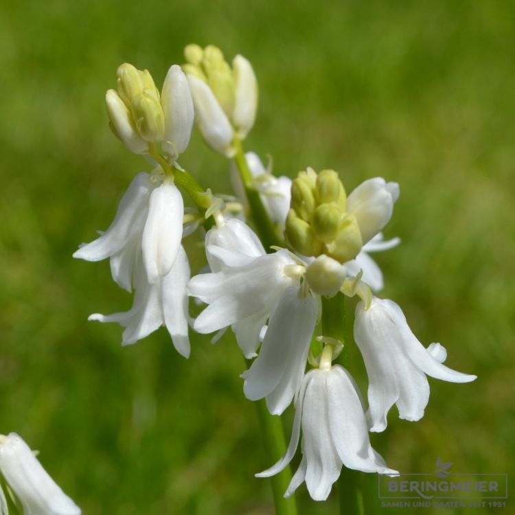 Hyacinthoides hispanica White City