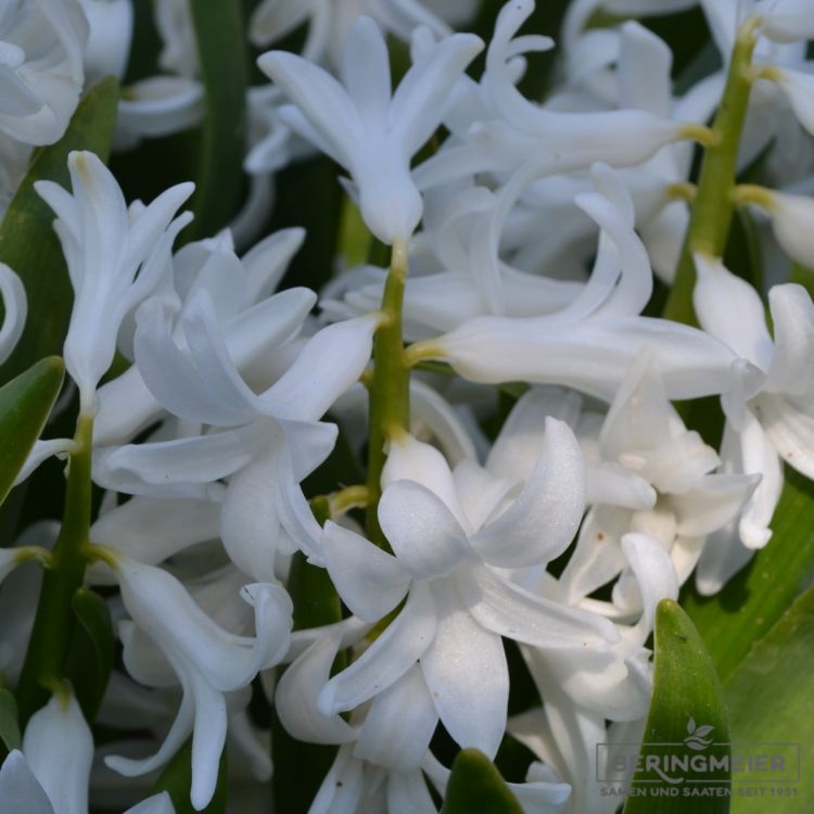 Hyazinthen Multiflora Weiss