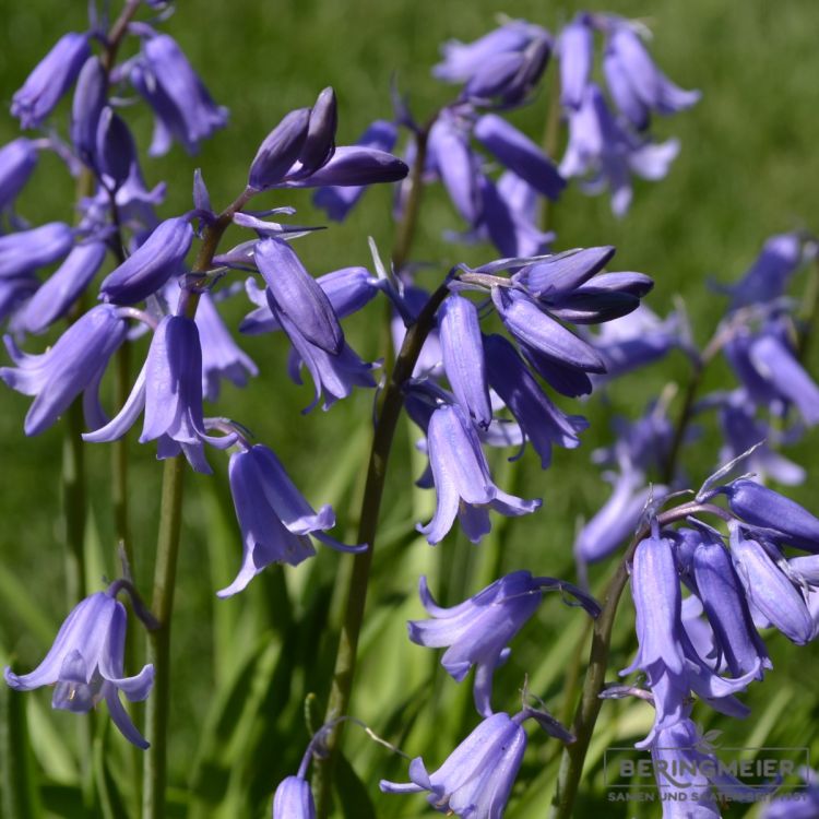 Hyacinthoides non-scripta Hasenglöckchen 3