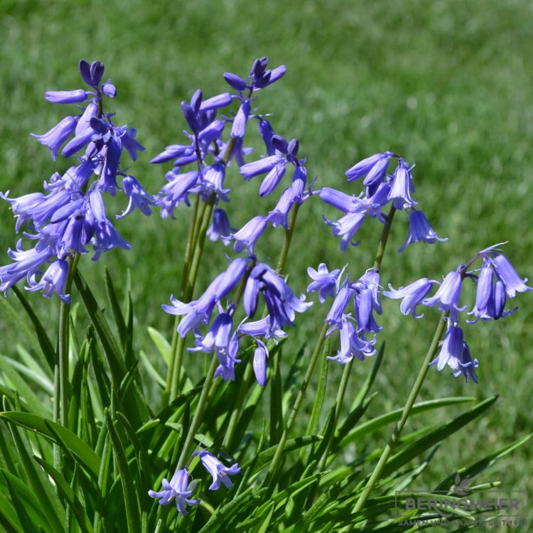 Hyacinthoides non-scripta Hasenglöckchen 4