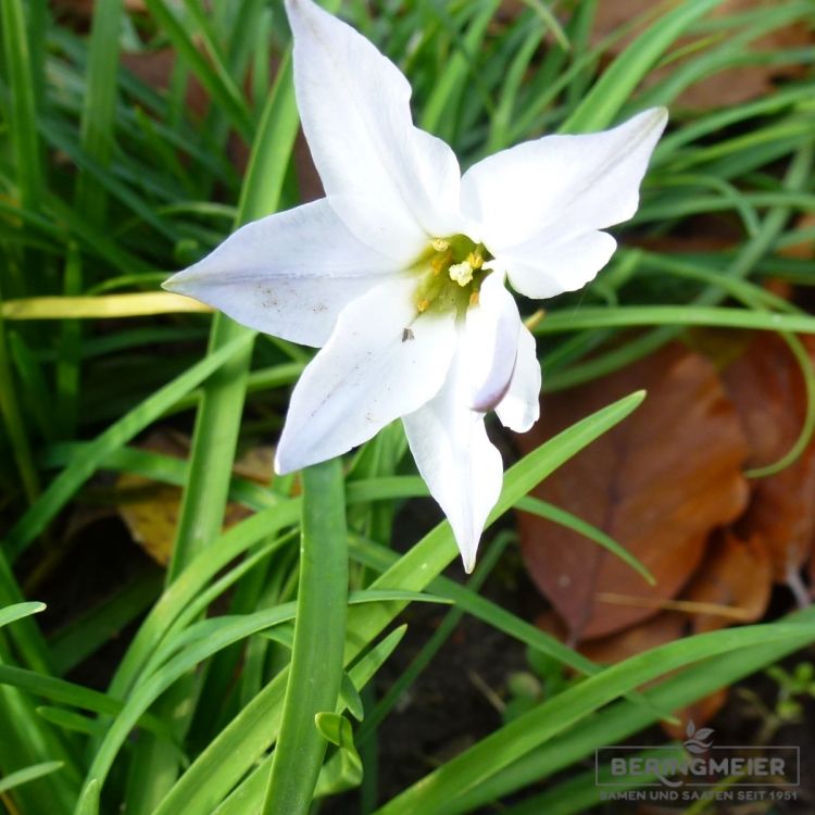 Ipheion uniflorum 1