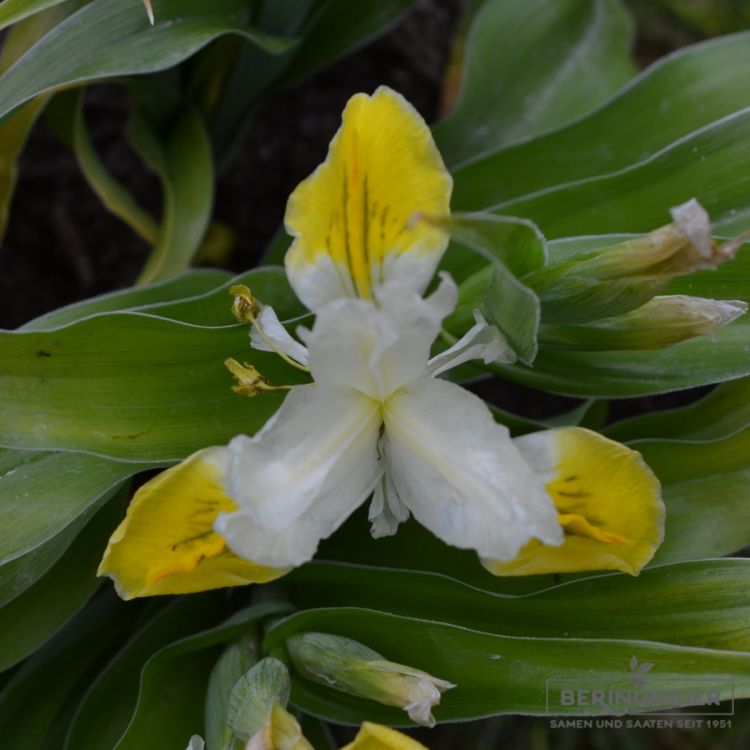 Iris bucharica - Geweihiris