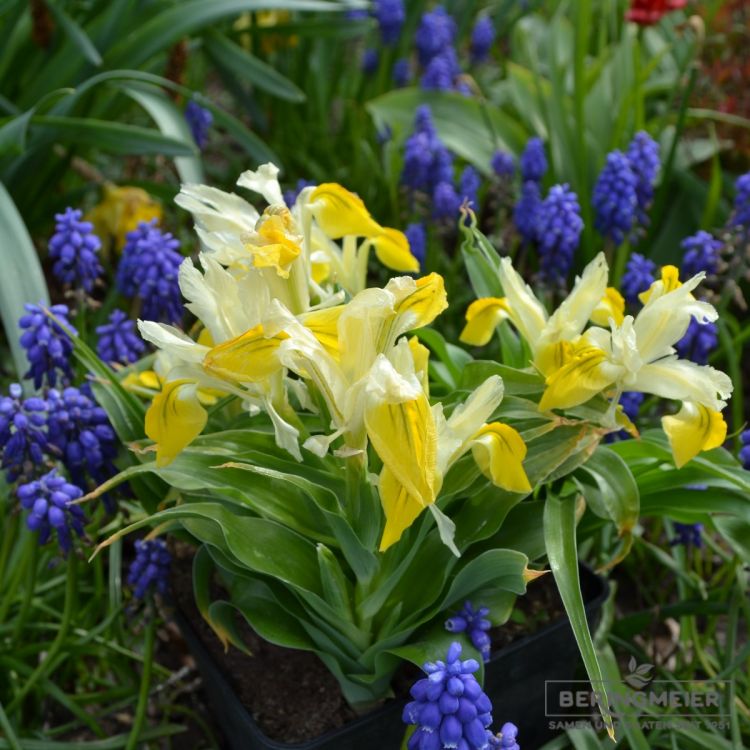Iris bucharica - Geweihiris