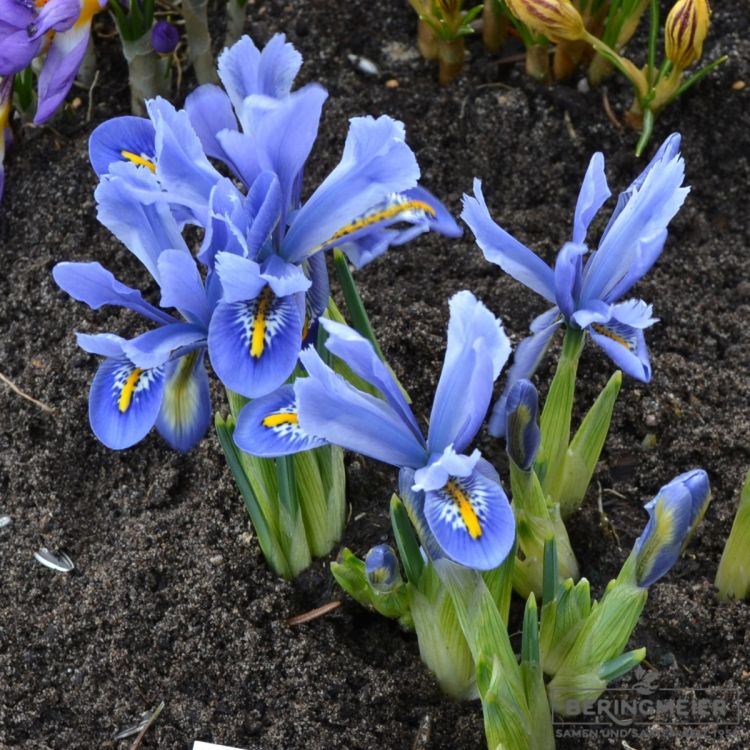 Iris reticulata Alida