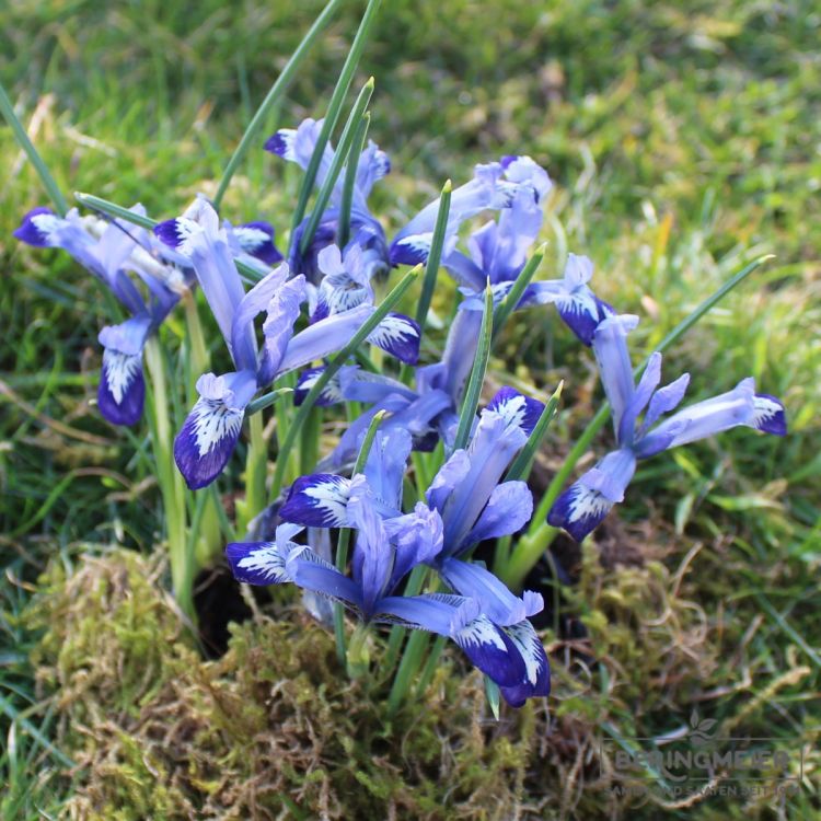 Iris reticulata Clairette 3