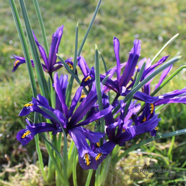 Iris reticulata 3