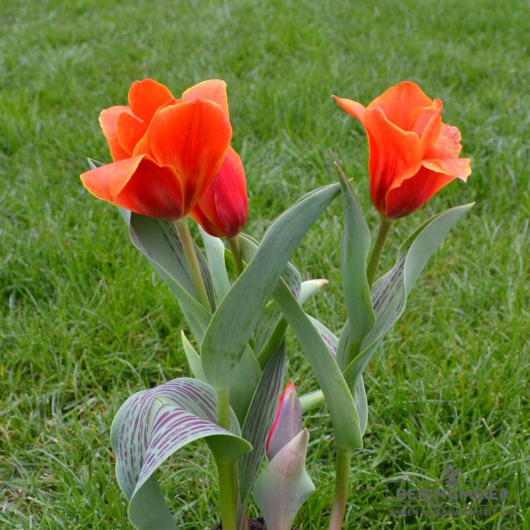 Kaufmanniana Tulpen Early Harvest