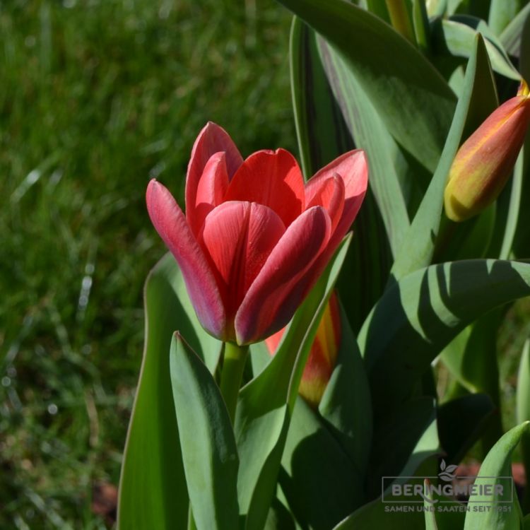 Kaufmanniana Tulpen Scarlet Baby 2