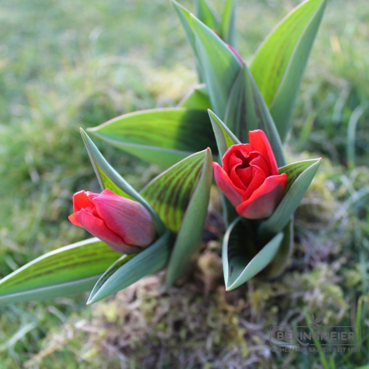 Kaufmanniana Tulpen Showwinner 2