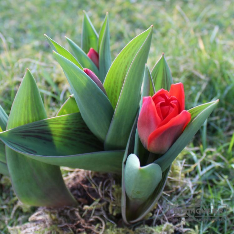 Kaufmanniana Tulpen Showwinner 3