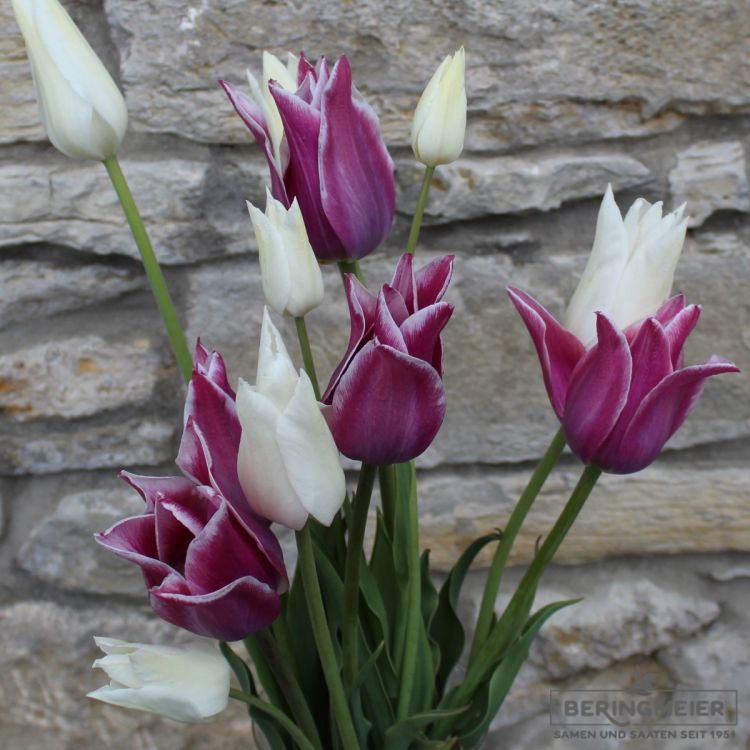 Lilienblütige Tulpe Claudia 3