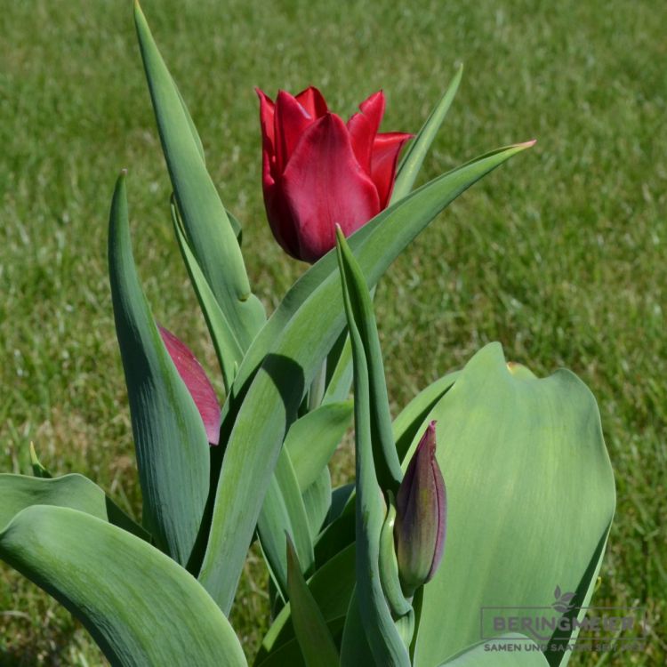 Lilienblütige Tulpen Lasting Love 3