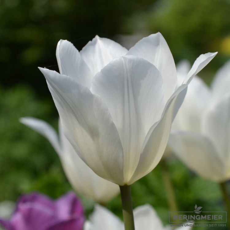 Lilienblütige Tulpe White Triumphator 4