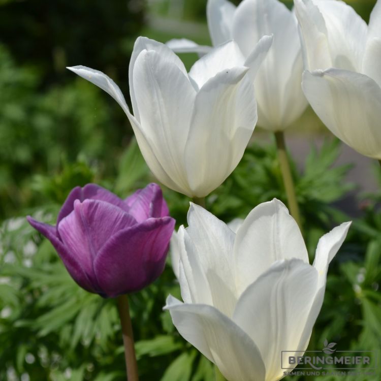 Lilienblütige Tulpe White Triumphator 5