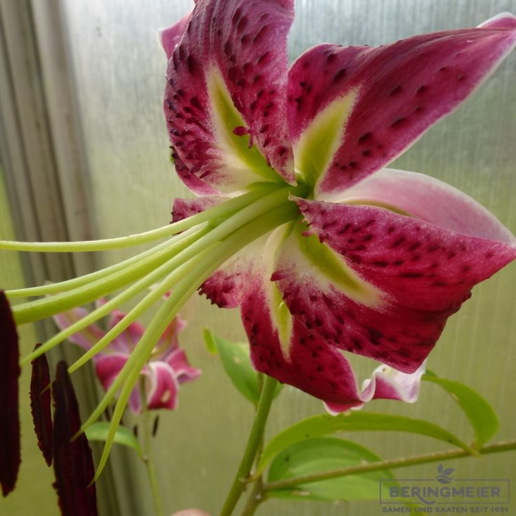 Lilium Species Black Beauty