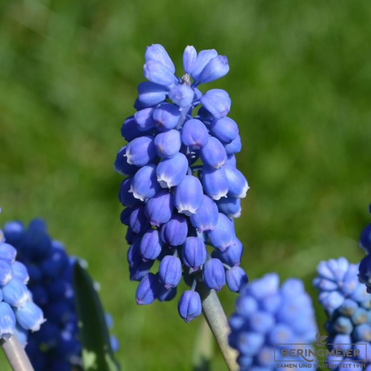 Muscari Traubenhyazinthe aucheri Dark Eyes