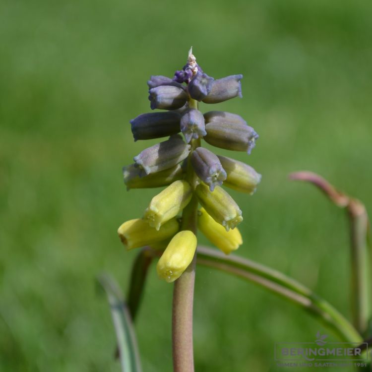 Muscari Traubenhyazinthe macrocarpum Golden Fragance 1