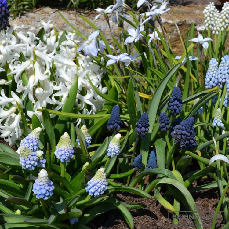 Muscari Traubenhyazinthe Mountain Lady