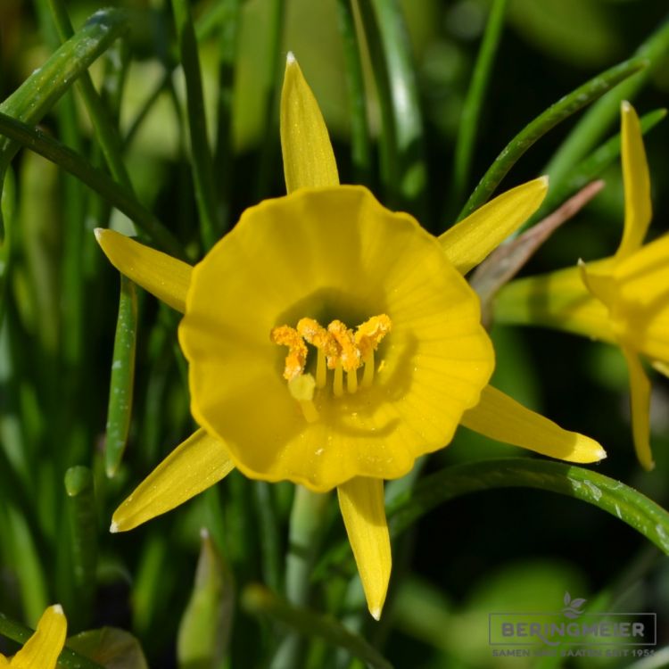 Narcissus bulbocodium conspicuus 1
