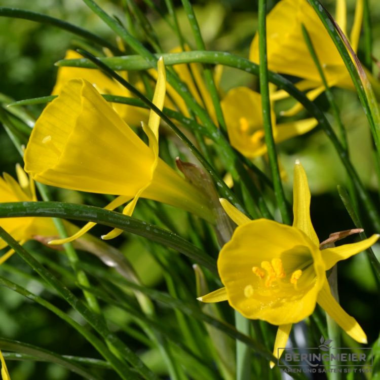 Narcissus bulbocodium conspicuus 3