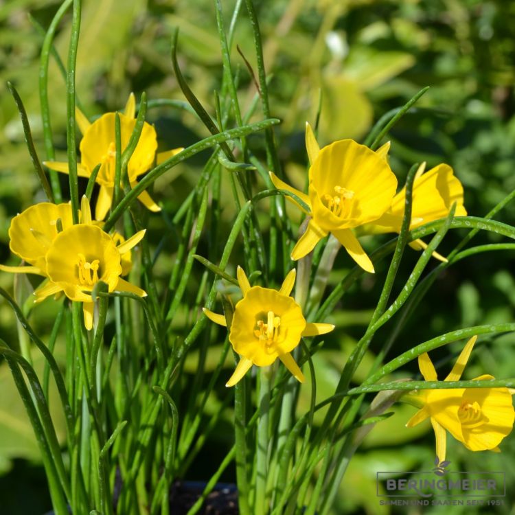 Narcissus bulbocodium conspicuus 4