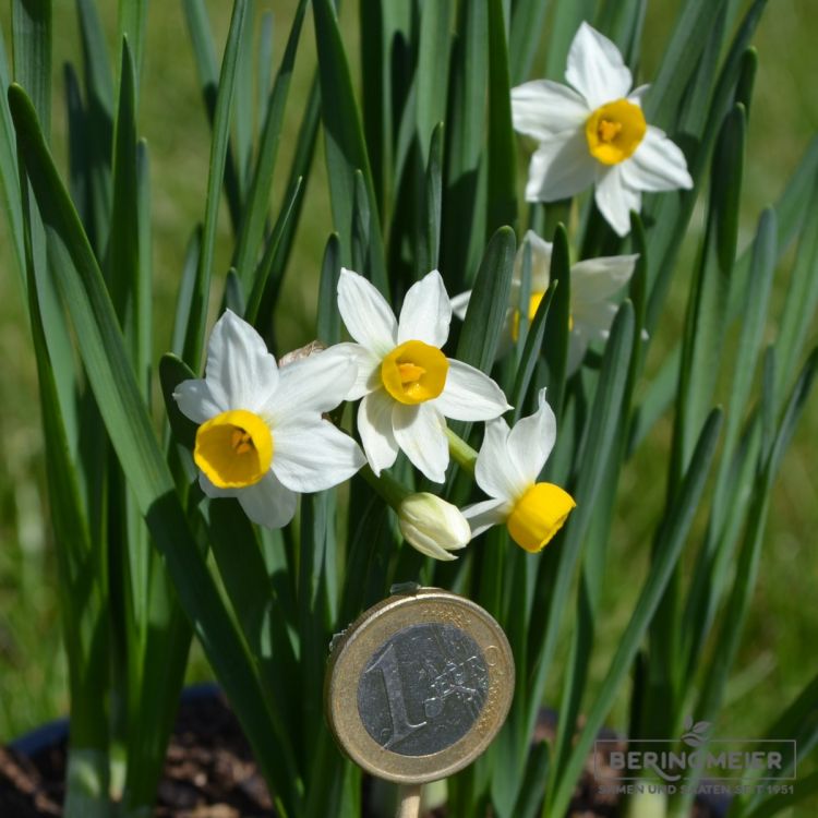 Narcissus canaliculatus 2 mit Geldstück zum Größenvergleich