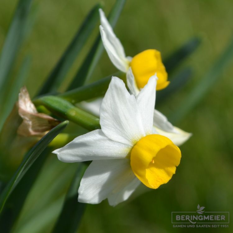 Narcissus canaliculatus 3