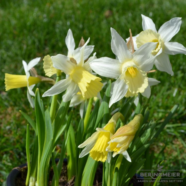 Narcissus Elka 1