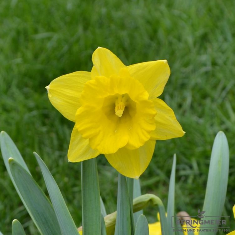 Narcissus obvallaris 1