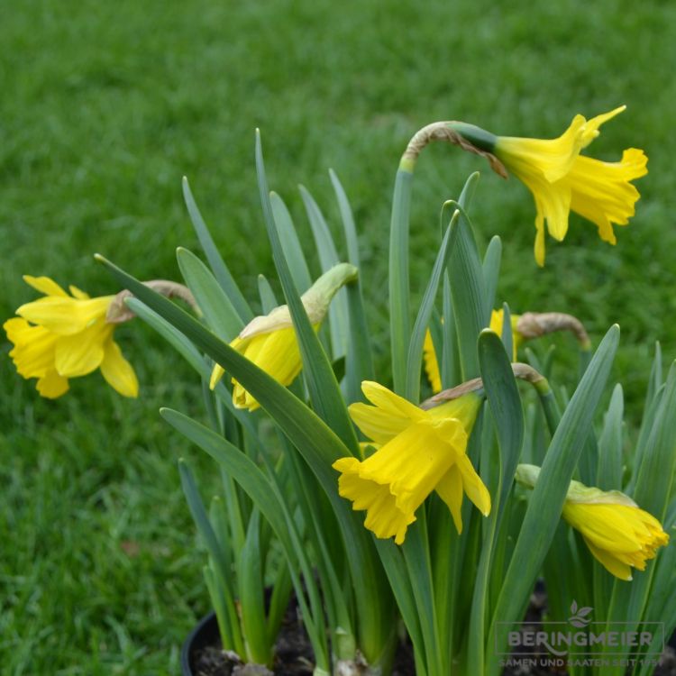 Narcissus obvallaris 2