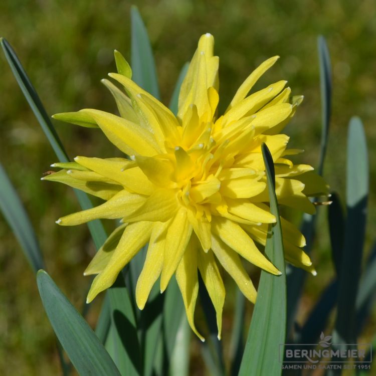 Narcissus Spezies Rip van Winkle 1