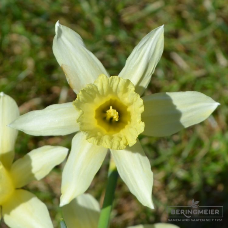 Narcissus W. P. Milner 1