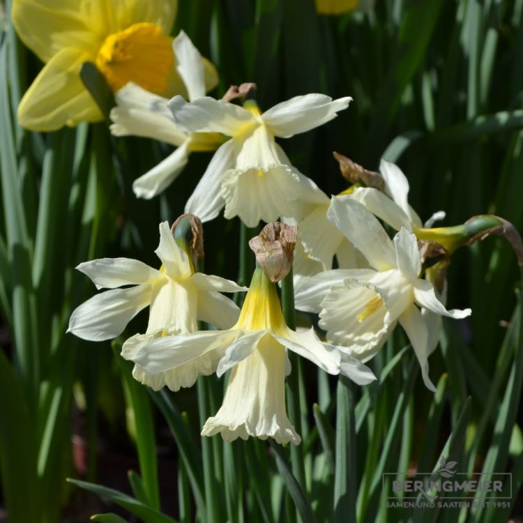 Narcissus W. P. Milner  5
