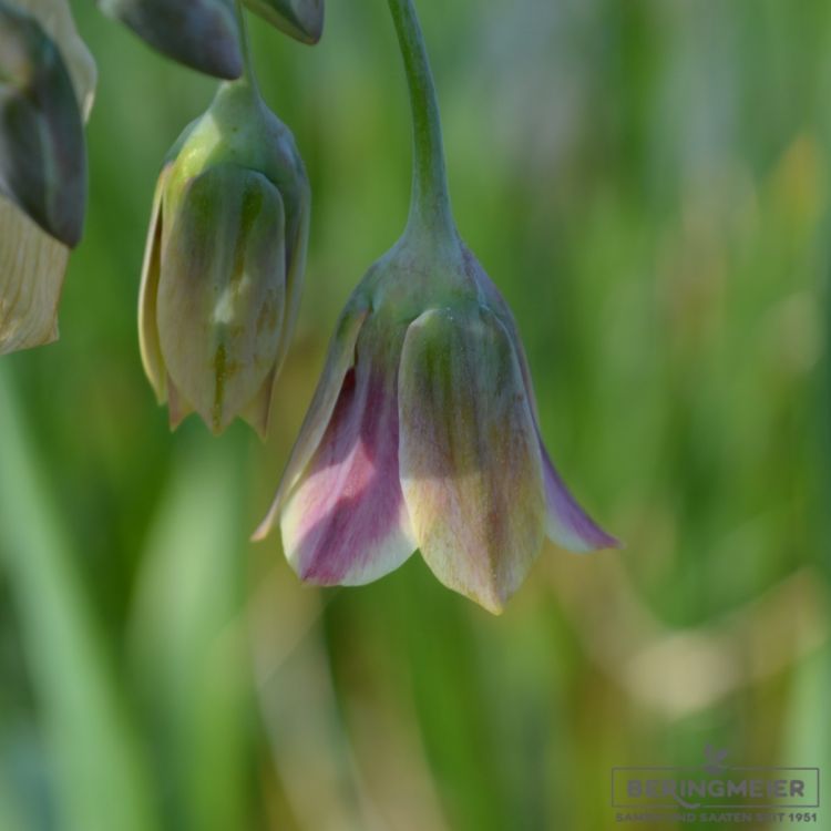 Nectaroscordum siculum ssp bulgaricum 2