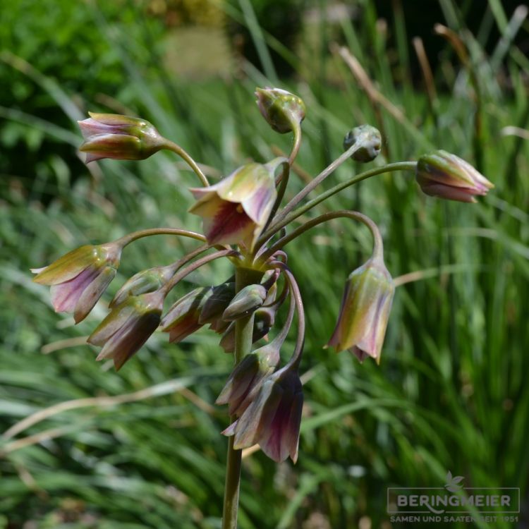 Nectaroscordum siculum ssp bulgaricum 3