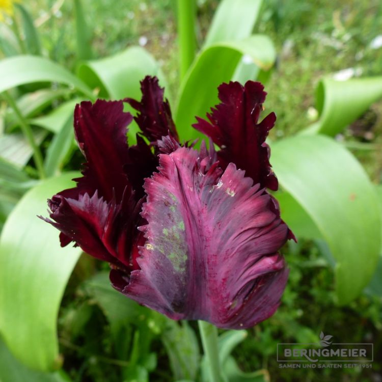 Papagei Tulpe Black Parrot 4