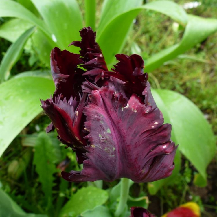 Papagei Tulpe Black Parrot 5