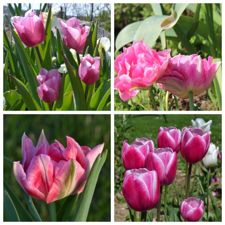 Rosa- und pinkfarbene Tulpen Frühlingserwachen mit rosa- und pinkfarbenen Tulpen
