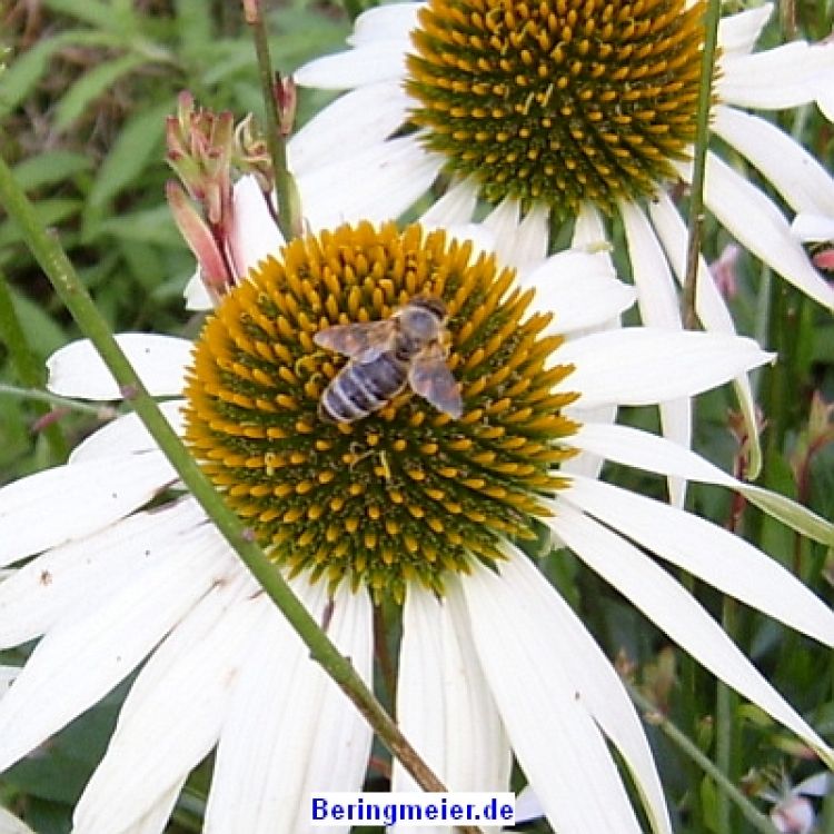 Blumenwiese Bienenweide