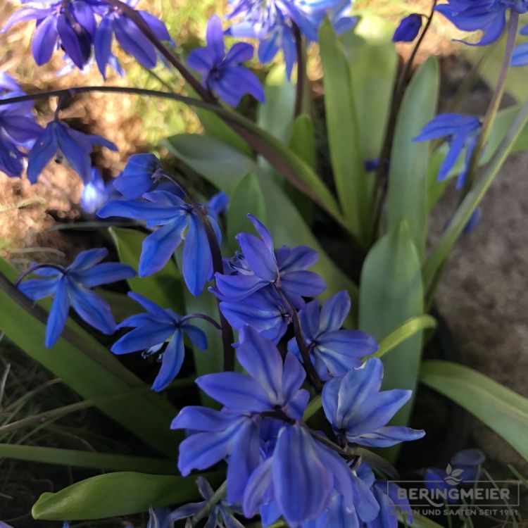 Scilla sibirica 3