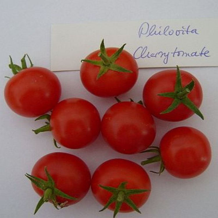 Tomate Philovita