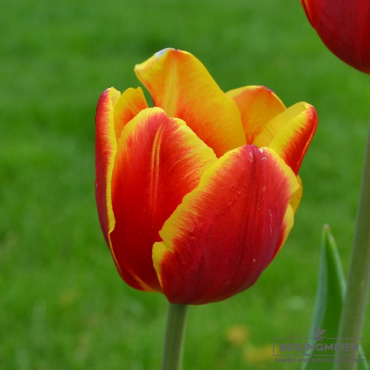 Triumph Tulpen Kees Nelis