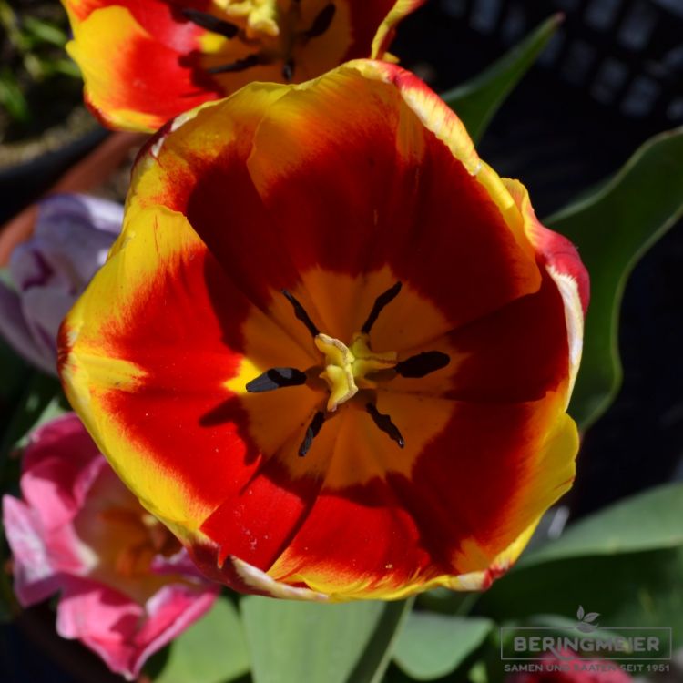 Triumph Tulpen Kees Nelis