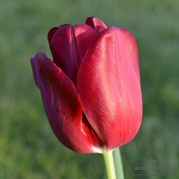 Triumph Tulpen National Velvet 2