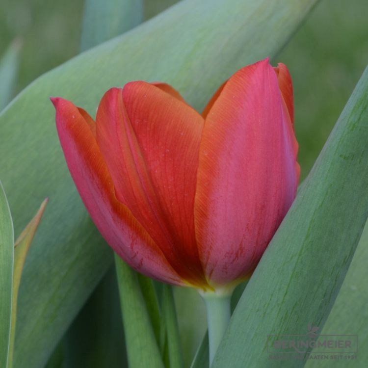 Triumph Tulpen Orange Cassini 2