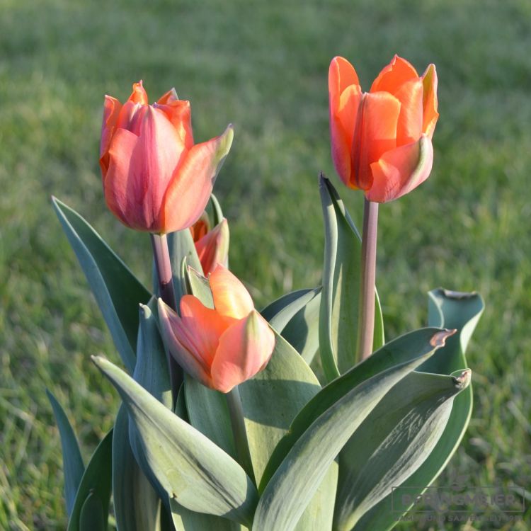 Triumph Tulpen Prinses Irene 2