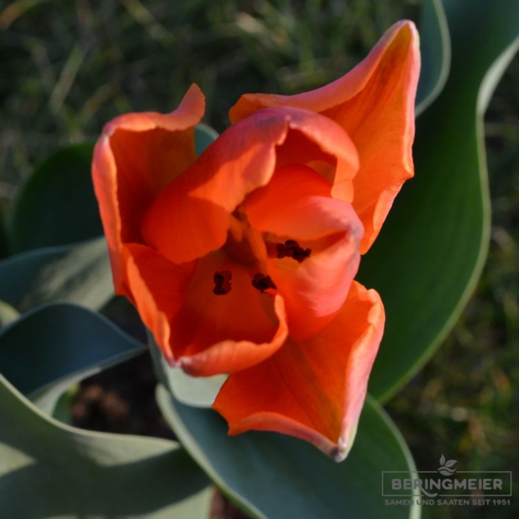 Triumph Tulpen Prinses Irene 3