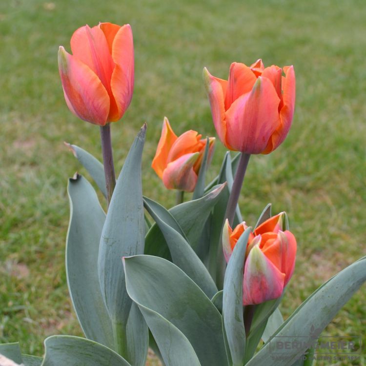 Triumph Tulpen Prinses Irene 4