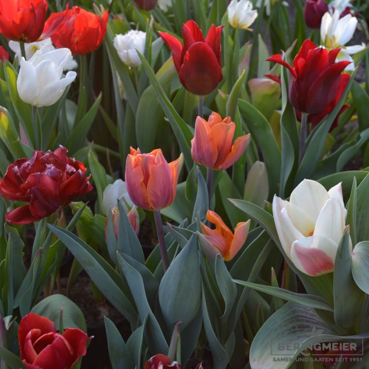 Triumph Tulpen Prinses Irene 6